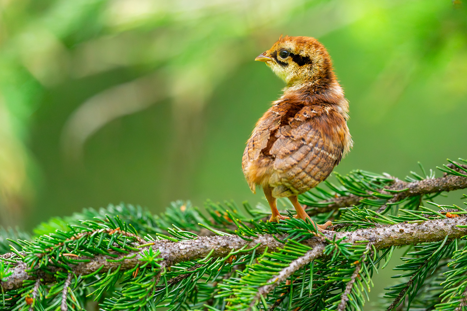 Junges Haselhuhn